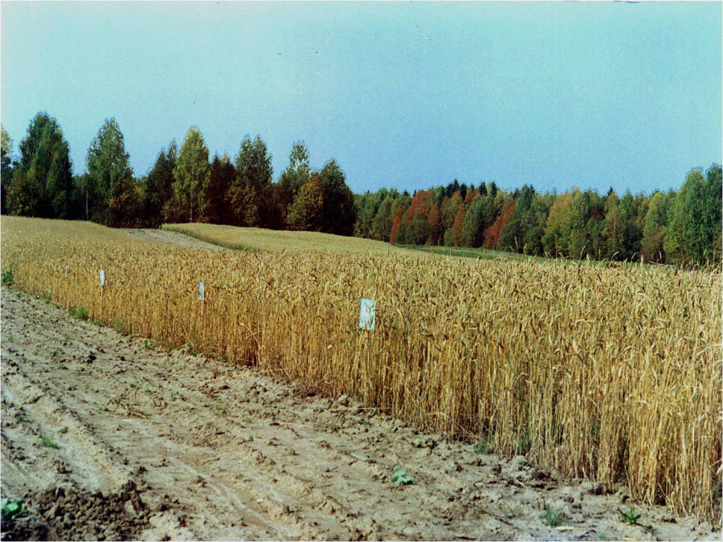 Зареченский стационар (подтаёжная зона).jpg