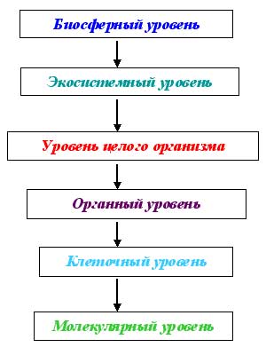 mncieso2.jpg